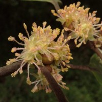 Neolitsea fuscata (Thwaites) Alston